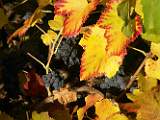 2004-10-24_16-19-44_Octobre_200,0mm_1_80_eme_DiMAGE A2